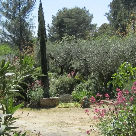 Le Murmure Des Oliviers *